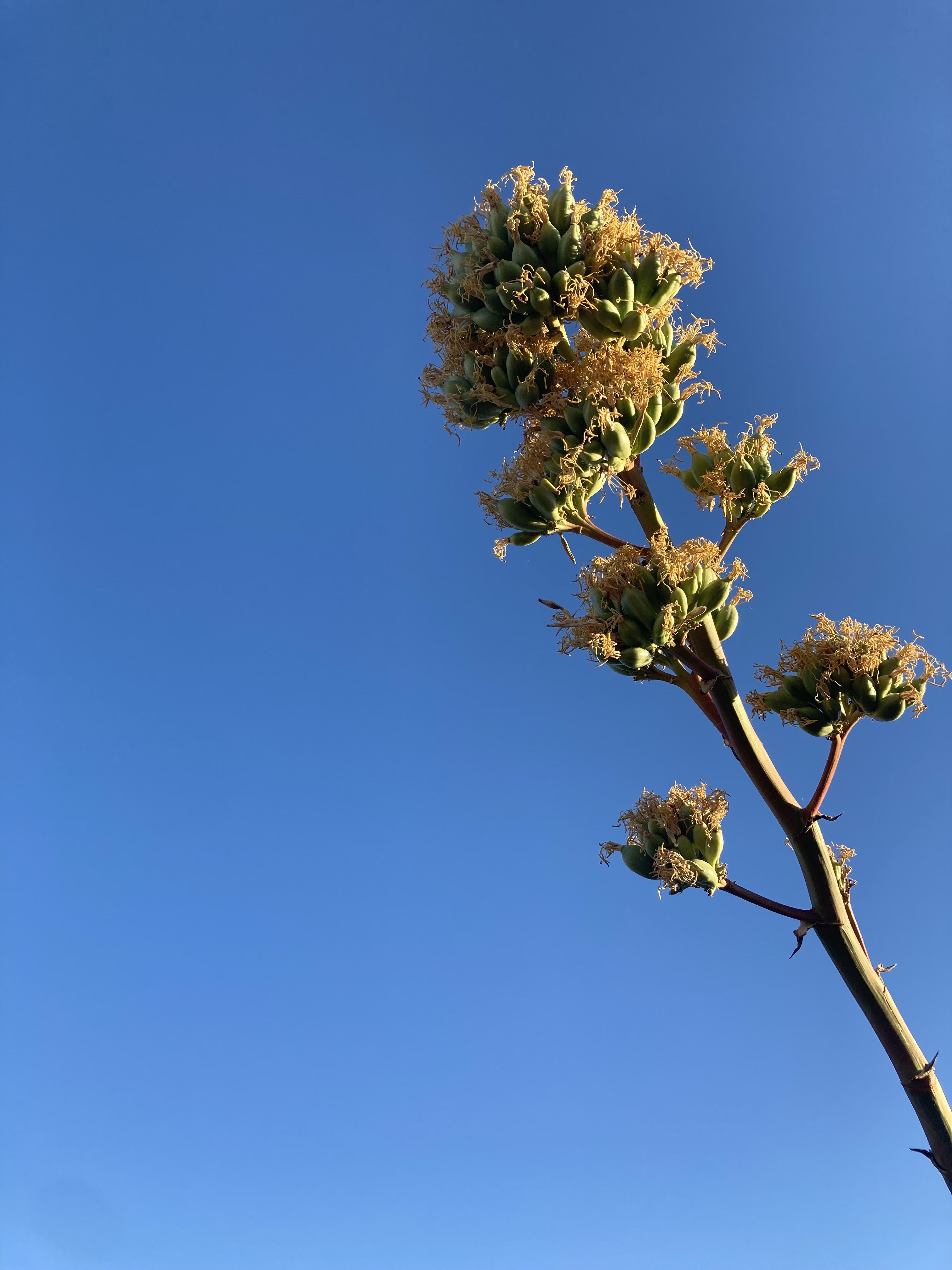 Desert Flower